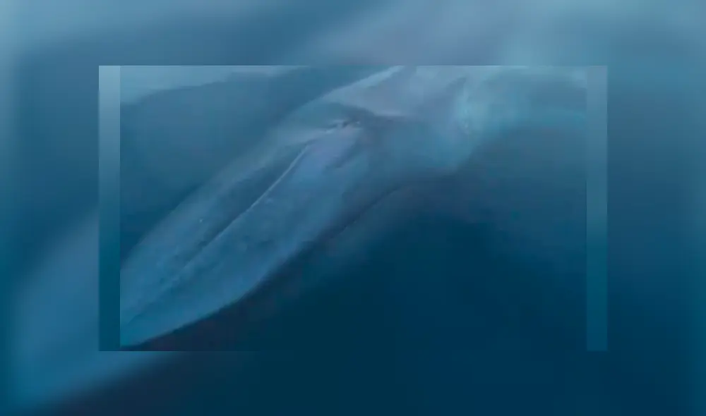 A través de un drone, investigadores captaron a una extraña ballena junto a su bebé. A través de un drone, investigadores captaron a una extraña ballena junto a su bebé.