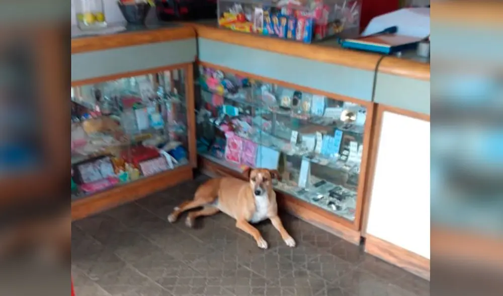 Desliza las imágenes para conocer la conmovedora historia de Bianca que aguarda volver a ver a su dueña. Foto: Twitter Desliza las imágenes para conocer la conmovedora historia de Bianca que aguarda volver a ver a su dueña. Foto: Twitter