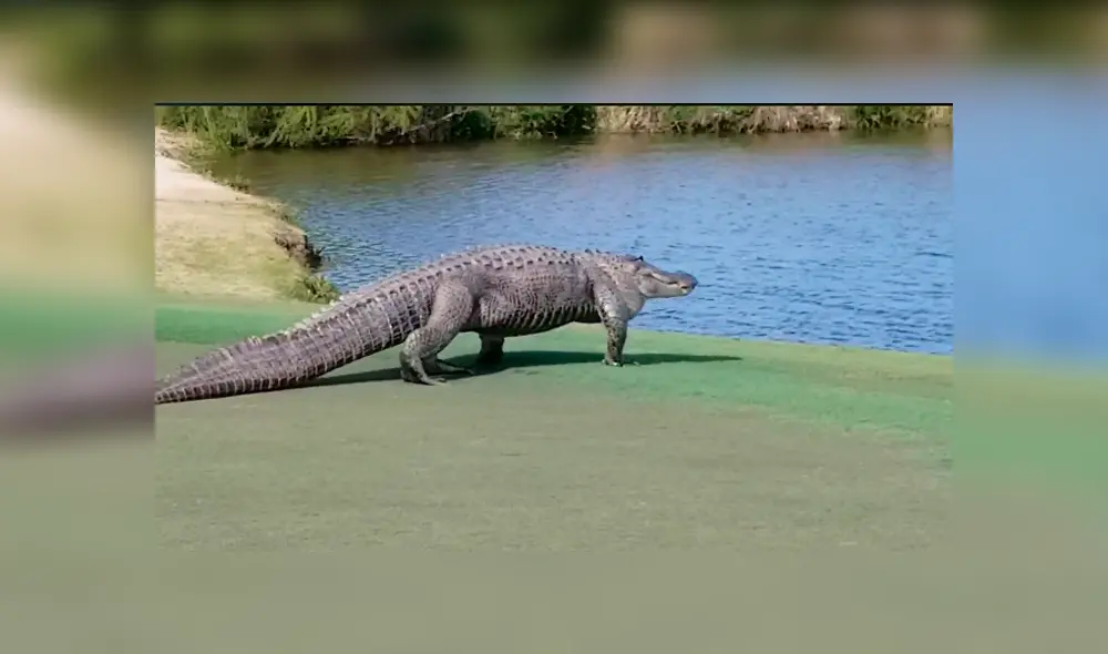 Facebook viral: gigantesco reptil aparece en campo de golf y aterra a jugadores 