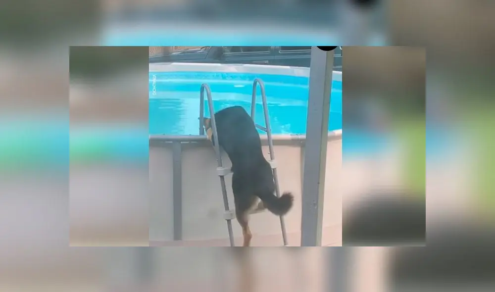Desliza las imágenes para ver el momento en que un travieso perro aprovechó la piscina que sus dueños no podían usar por la cuarentena. Foto: Woof Woof Desliza las imágenes para ver el momento en que un travieso perro aprovechó la piscina que sus dueños no podían usar por la cuarentena. Foto: Woof Woof