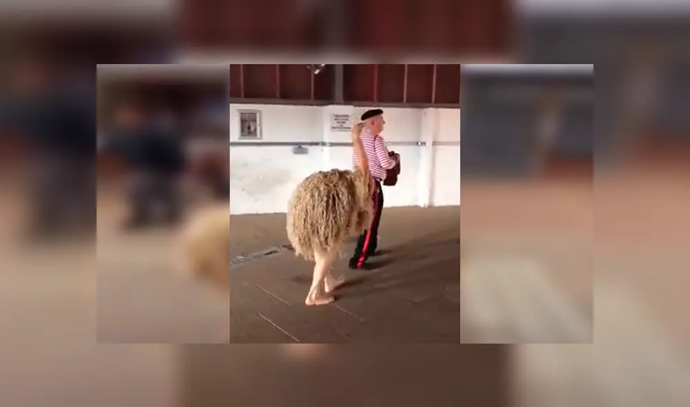 En YouTube, un artista callejero dio tremenda sorpresa a transeúntes al colocarse un disfraz de avestruz. En YouTube, un artista callejero dio tremenda sorpresa a transeúntes al colocarse un disfraz de avestruz.