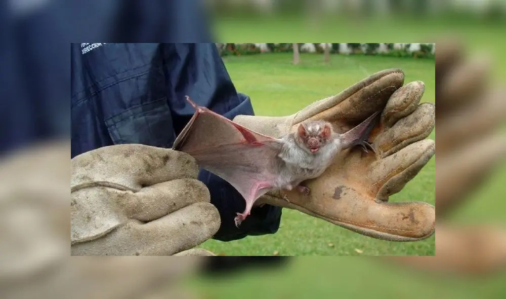 Desde que surgió el coronavirus SARS-CoV-2 se han amplificado los análisis en murciélagos. Foto: difusión