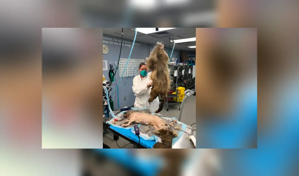 Facebook viral: perro callejero con abundante pelo es rescatado y su sorprende cambio de ‘look’ emociona a miles Facebook viral: perro callejero con abundante pelo es rescatado y su sorprende cambio de ‘look’ emociona a miles