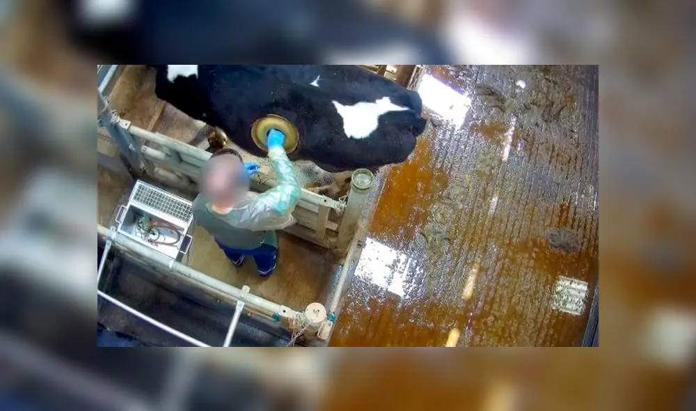 L214 denunció el caso con la publicación de vídeo. Fuente: L214 L214 denunció el caso con la publicación de vídeo. Fuente: L214