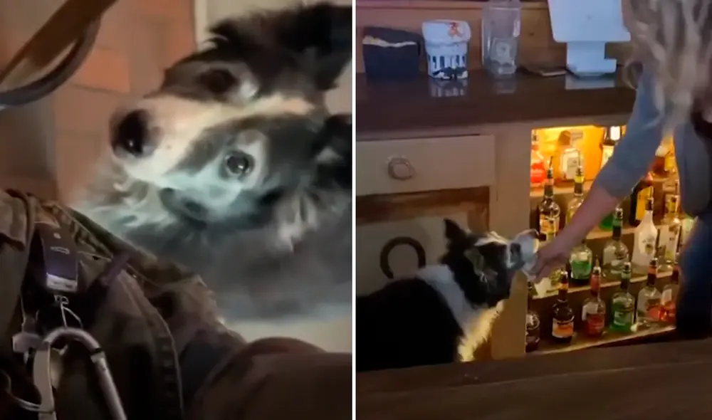 El perro toca con su hocico a los comensales para pedirles dinero. Foto: Videlo / YouTube