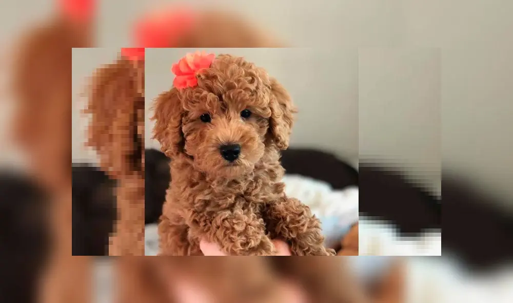 Ladbrador Doodle. Foto: difusión. Ladbrador Doodle. Foto: difusión.