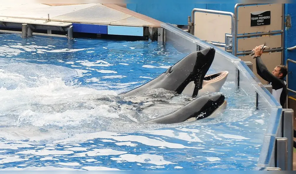 La compañía de viajes Virgin Holidays dejará de vender tours para parques donde explotan ballenas y delfines. Foto: AFP.