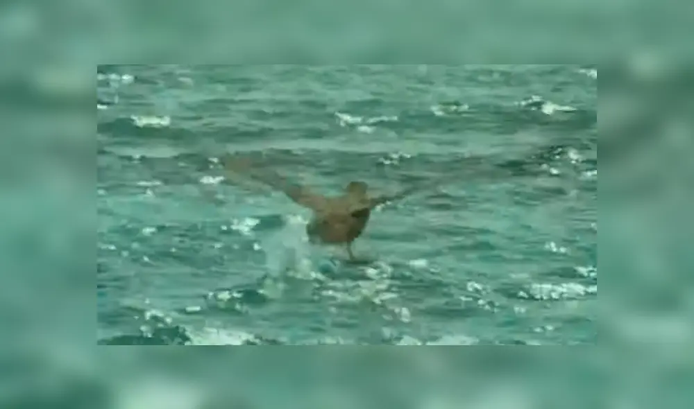 Feroz tiburón lucha a muerte contra enorme ave para devorarla y batalla tiene inesperado final [VIDEO]