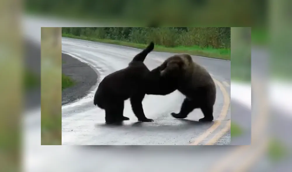 Mujer tuvo que parar su vehículo al toparse con la batalla de dos enormes osos cuando manejaba por una extensa carretera Mujer tuvo que parar su vehículo al toparse con la batalla de dos enormes osos cuando manejaba por una extensa carretera