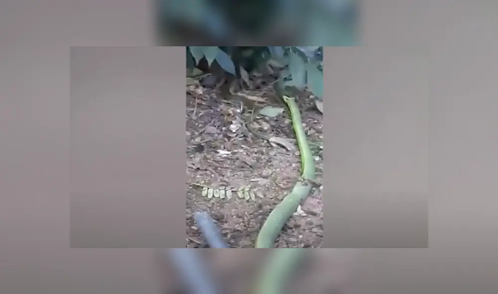 Desliza hacia la izquierda para ver las imágenes del viral de Facebook. Foto: Captura. Desliza hacia la izquierda para ver las imágenes del viral de Facebook. Foto: Captura.
