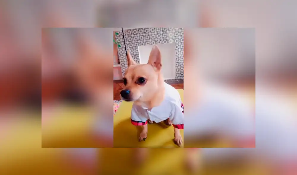 Desliza las imágenes para ver el resultado de la increíble actuación de una mujer junto a sus mascotas. Foto: Captura. Desliza las imágenes para ver el resultado de la increíble actuación de una mujer junto a sus mascotas. Foto: Captura.