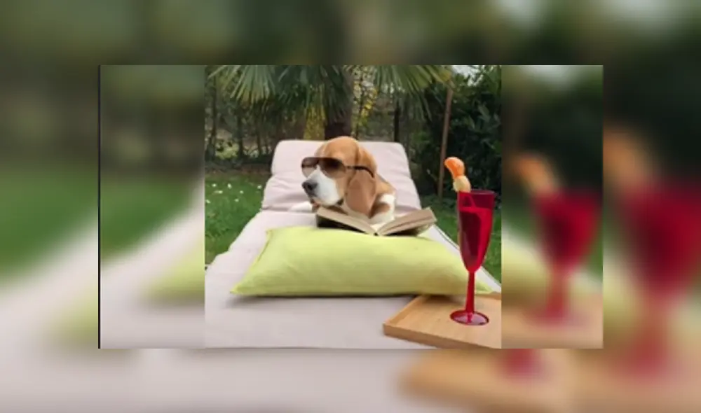 Desliza las imágenes para ver más detalles de esta divertida escena que protagonizó un perro en Youtube. Desliza las imágenes para ver más detalles de esta divertida escena que protagonizó un perro en Youtube.