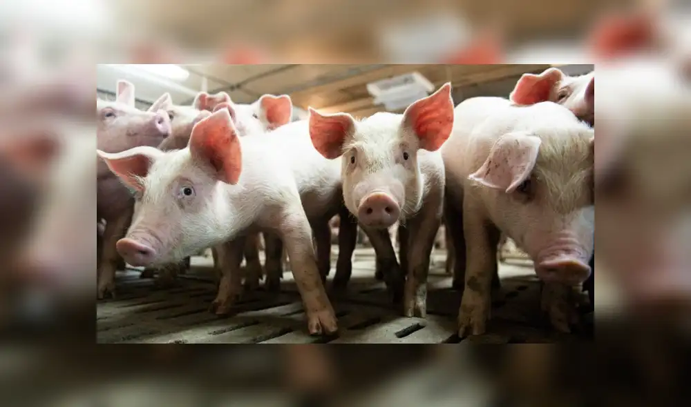 Primer caso confirmado es una mala noticia para los ganaderos alemanes, ya que podría poner en peligro las exportaciones. Foto: AFP