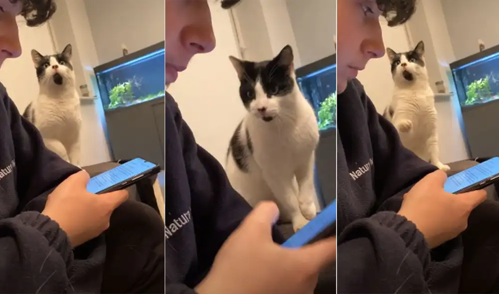 Desliza las imágenes para ver más detalles sobre esta graciosa escena que es viral en redes sociales. Foto: captura de YouTube Desliza las imágenes para ver más detalles sobre esta graciosa escena que es viral en redes sociales. Foto: captura de YouTube