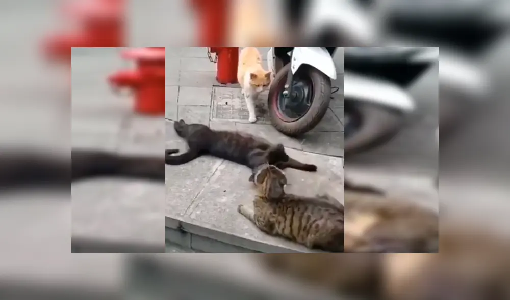 Facebook viral: gata encuentra a su pareja siéndole ‘infiel’ con otra felina a la que abrazaba 