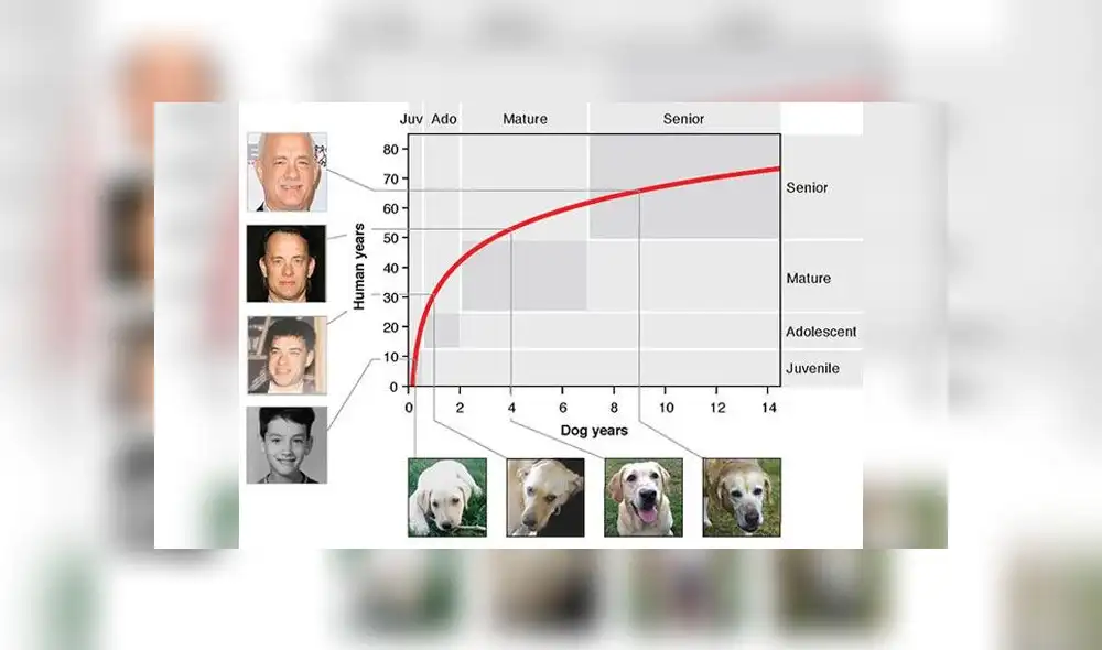 Gráfico que compara la edad de un perro con la edad humana. Fuente: Cell Systems. Gráfico que compara la edad de un perro con la edad humana. Fuente: Cell Systems.