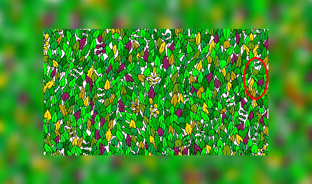 Facebook viral: halla al sapo bebé escondido entre hojas, el reto visual que casi nadie puede superar