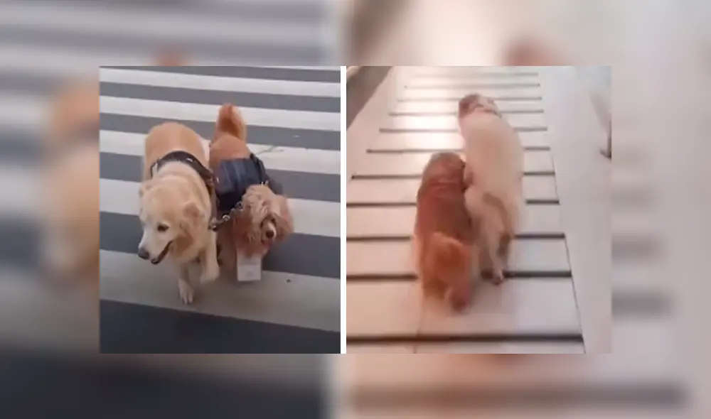 En Facebook, un perro lazarillo ayudó a su compañero ciego y se mantuvo a su lado cuando dieron una caminata. En Facebook, un perro lazarillo ayudó a su compañero ciego y se mantuvo a su lado cuando dieron una caminata.