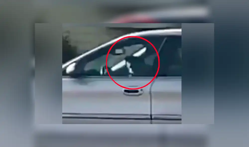 La mascota al parecer no entendía lo que pasaba y solo se quedó en su asiento a esperar que todo pase La mascota al parecer no entendía lo que pasaba y solo se quedó en su asiento a esperar que todo pase