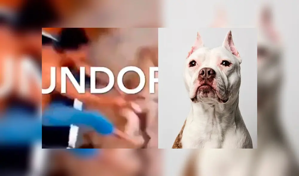 Maltrato animal Pitbull Maltrato animal Pitbull