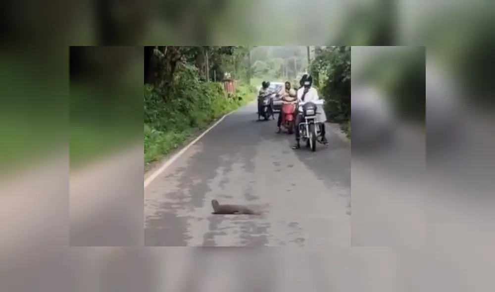 Desliza las imágenes para ver más detalles de esta feroz batalla entre una cobra y una mangosta. (Foto: captura / YouTube) Desliza las imágenes para ver más detalles de esta feroz batalla entre una cobra y una mangosta. (Foto: captura / YouTube)