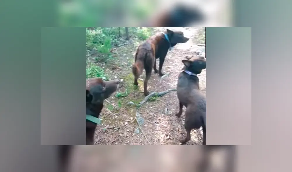 Turista despistado descubre extrañas ‘estatuas’ caninas y queda asustado al conocer la verdad [VIDEO]