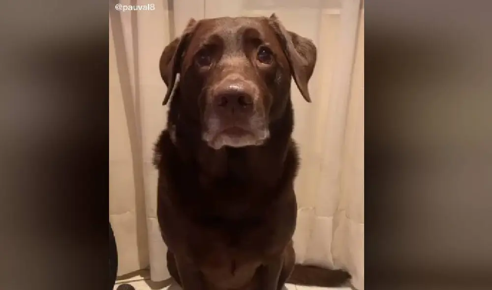 Desliza para ver la secuencia del viral de Facebook. Foto: Captura/TikTok/@pauval8