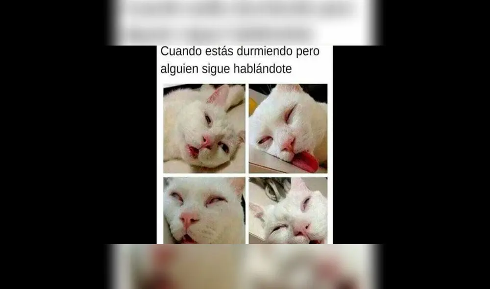 Creativos memes fueron compartidos en redes sociales por el Día Internacional del Gato. Creativos memes fueron compartidos en redes sociales por el Día Internacional del Gato.