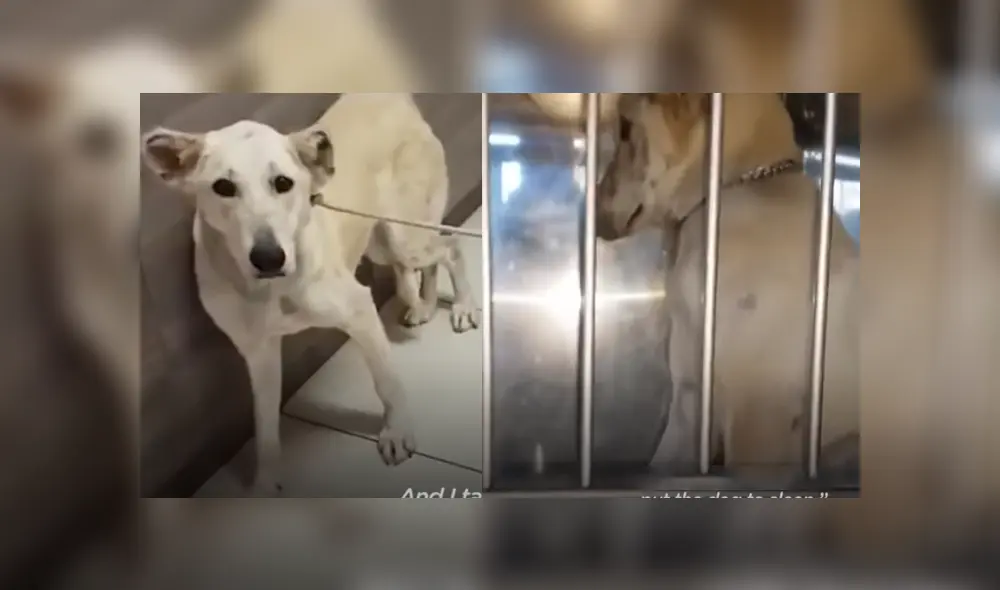 Desliza hacia la izquierda para ver las tiernas imágenes del viral de Facebook. Foto: Captura.