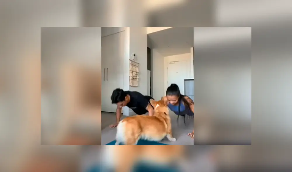 Desliza hacia la izquierda para ver los ejercicios que hizo un perro con sus amos en cuarentena. Video viral de YouTube. Desliza hacia la izquierda para ver los ejercicios que hizo un perro con sus amos en cuarentena. Video viral de YouTube.