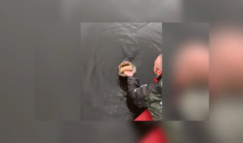 Turista que grabó el video viral de Facebook toca los colmillos de gigantesco cocodrilo, sin imaginar lo que pasaría con sus manos. Turista que grabó el video viral de Facebook toca los colmillos de gigantesco cocodrilo, sin imaginar lo que pasaría con sus manos.