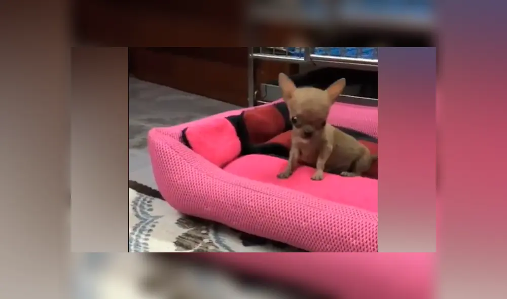 Facebook viral: mujer deja a sus chihuahuas bebés solos en casa y al volver los capta en una tierna escena