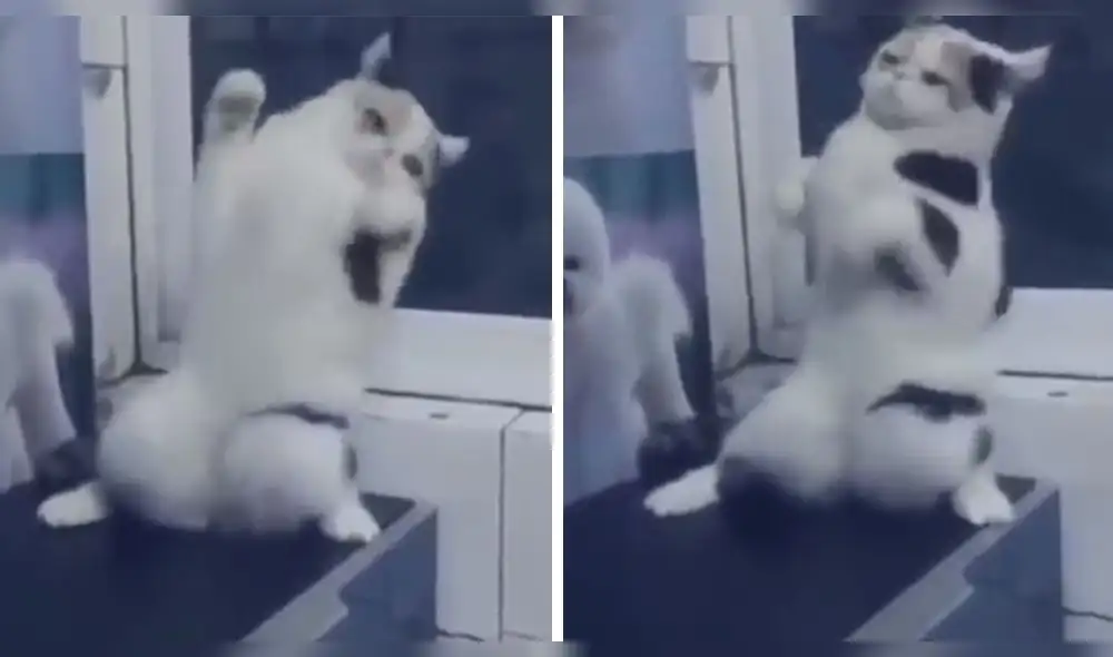 Viral YouTube: Gato iba ser vacunado, pero hizo lo inesperado [VIDEO]