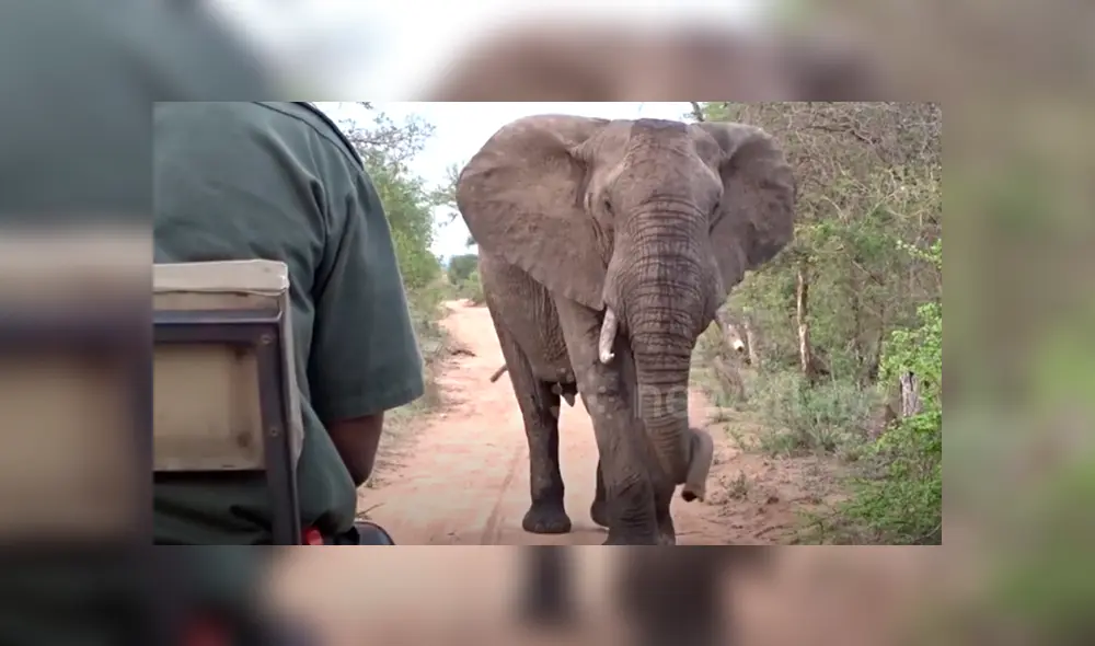 Un video viral de Facebook registró el momento en que un enfurecido elefante intenta atacar a un grupo de turistas. Un video viral de Facebook registró el momento en que un enfurecido elefante intenta atacar a un grupo de turistas.