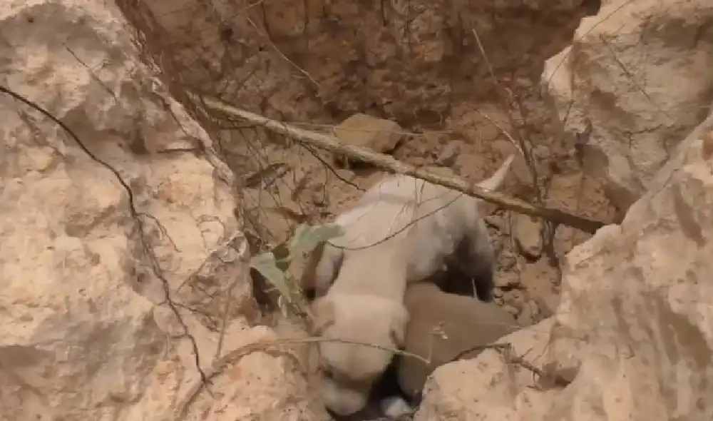 Desliza para ver la mansión final de los cachorros. Foto: Captura/Facebook