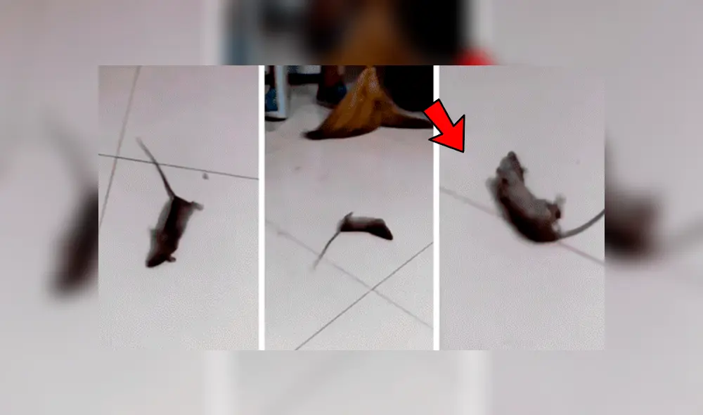 Facebook viral: ratón se hace el muerto para no ser 'asesinado' por el dueño de la casa [VIDEO]