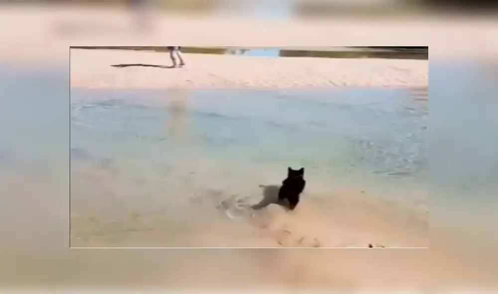 Facebook viral: gato vence su temor al agua y cruza charco para seguir a su amo 