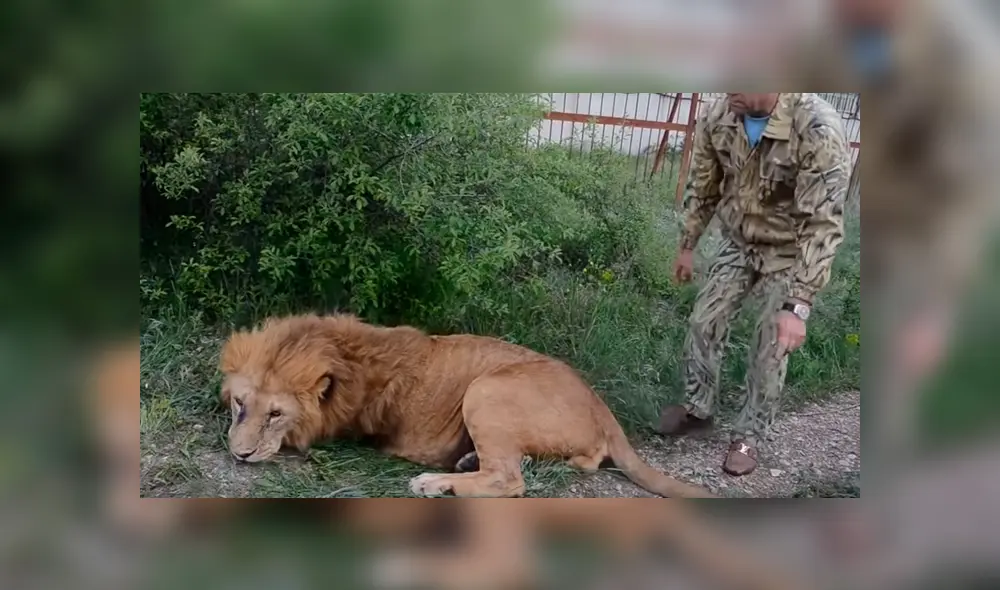 YouTube viral: cuidador de leones encuentra a felino que cuidó de bebé, se acerca y este tiene inesperada reacción.