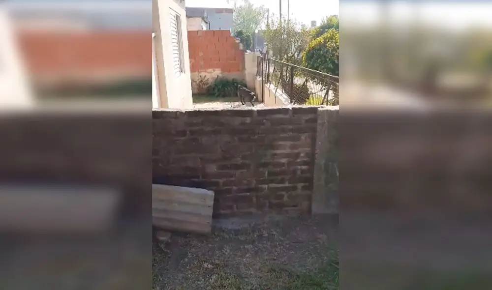 Desliza las imágenes para apreciar la tierna reacción de un perro al jugar con un pequeño desde su patio. Foto: Captura de Facebook