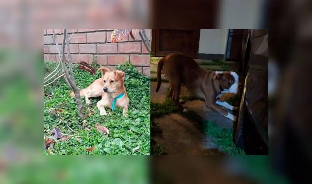 Reportan a varias mascotas perdidas que huyeron por miedo a los pirotécnicos Reportan a varias mascotas perdidas que huyeron por miedo a los pirotécnicos