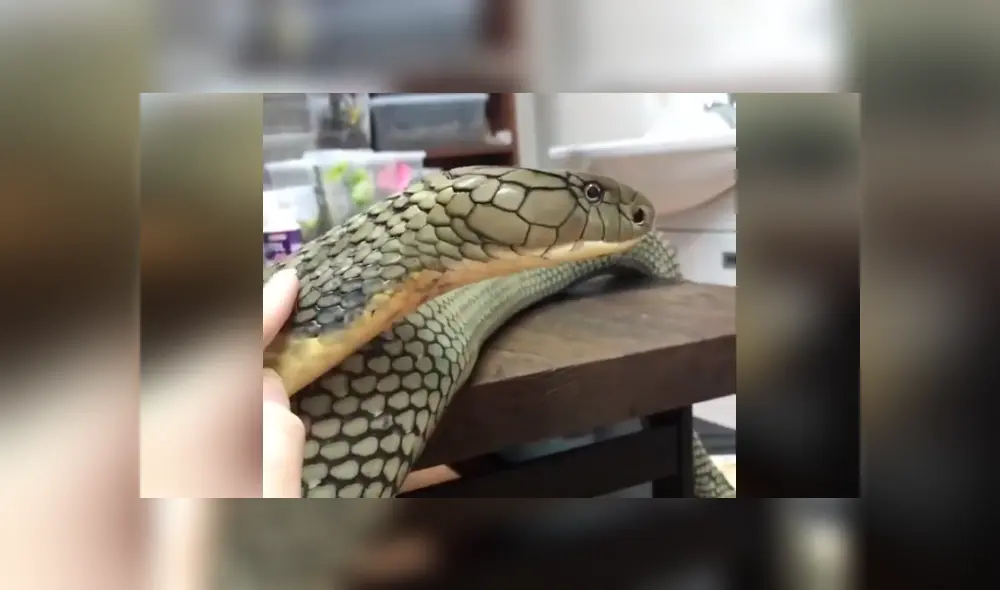 El video viral de Facebook muestra el momento en que una mujer quedó a pocos centímetros de una peligrosa serpiente.