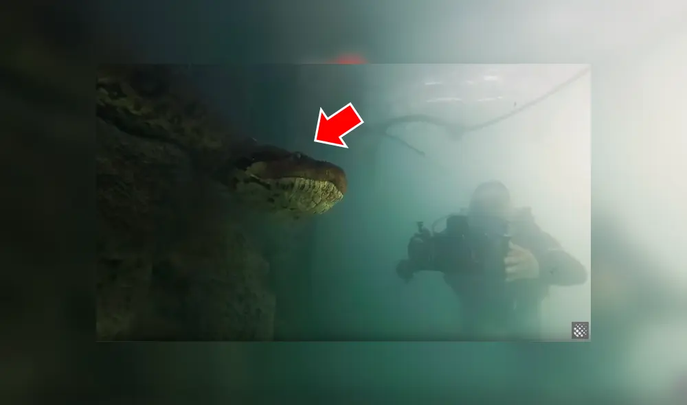 Intrépido buzo se encuentra con anaconda de 7 metros dentro de río y final paraliza las redes [VIDEO]