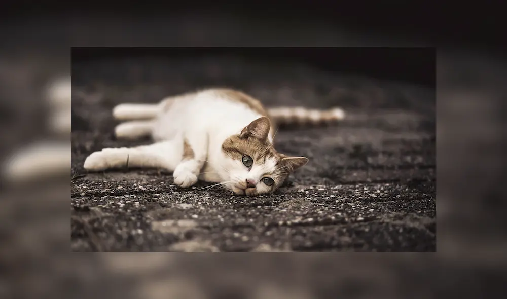 Gato mató a bebé mientras dormía en su coche: se echó en su cara y la asfixió Gato mató a bebé mientras dormía en su coche: se echó en su cara y la asfixió