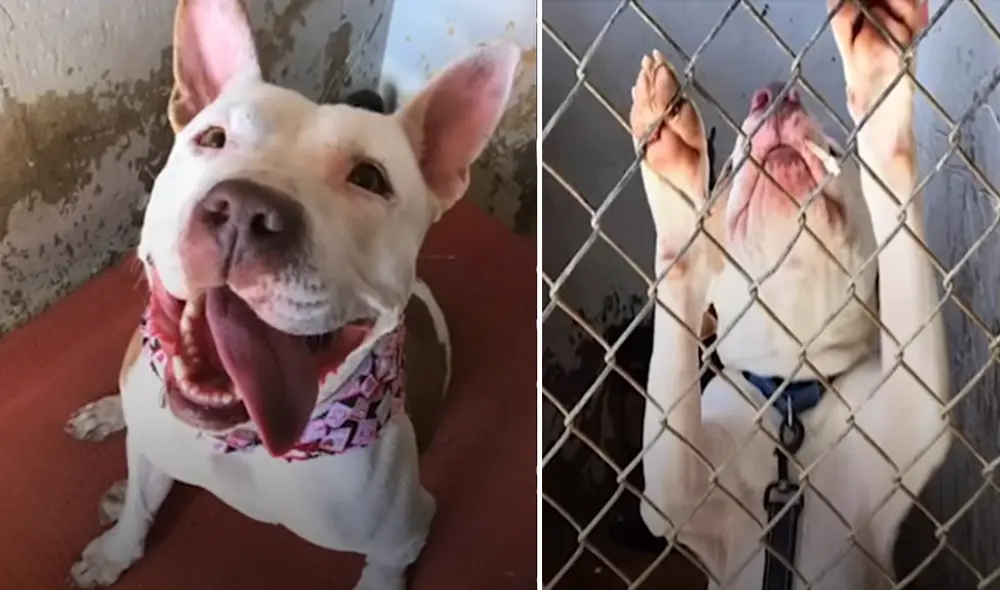 Desliza hacia la izquierda para ver las imágenes del video viral. Foto: Captura de Facebook.