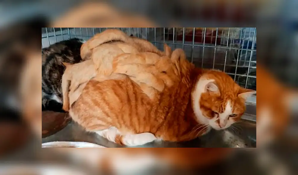 Fue abandonado por su extraño pelaje, rescatistas lo afeitaron y hoy luce irreconocible