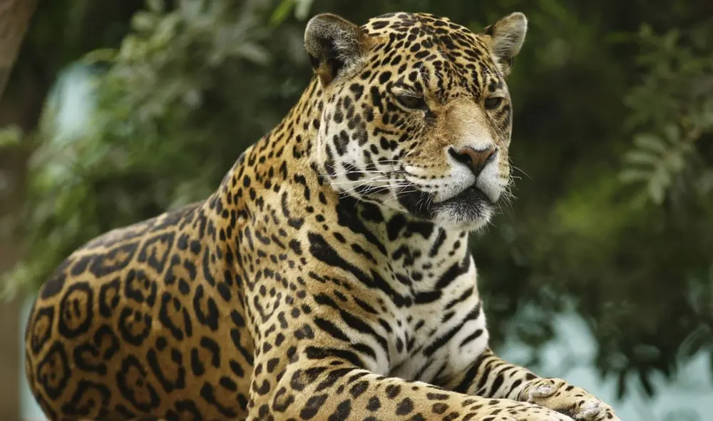 Municipalidad de Lima pide al público que visiten este espacio para que conozcan más de la especie. Foto: difusión