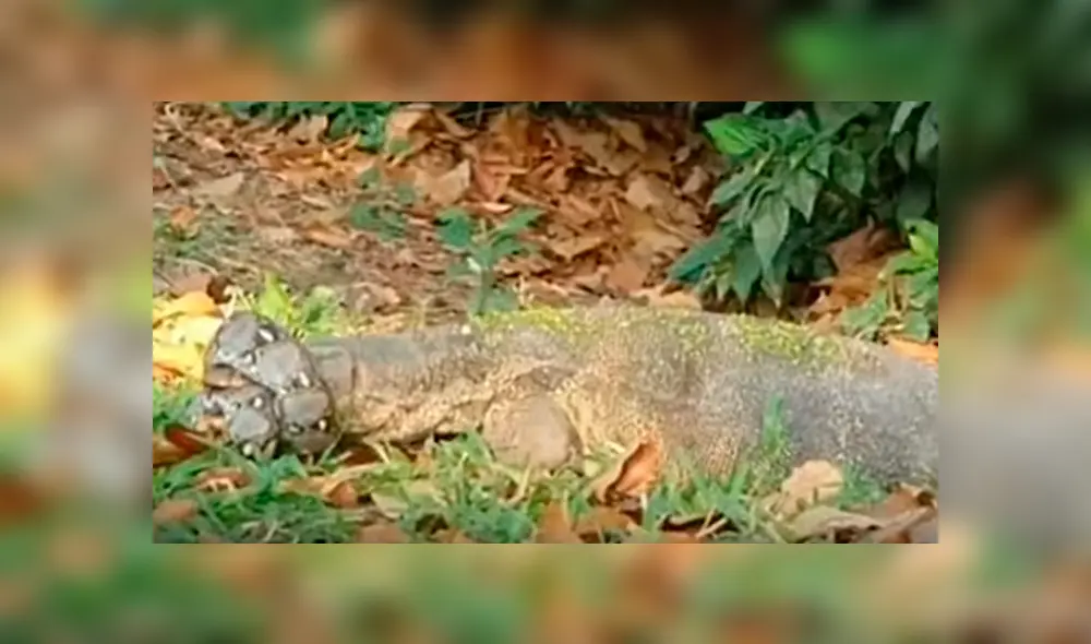 El varano pudo morder a la serpiente e hizo que la batalla se prolongara 40 minutos. Foto: captura