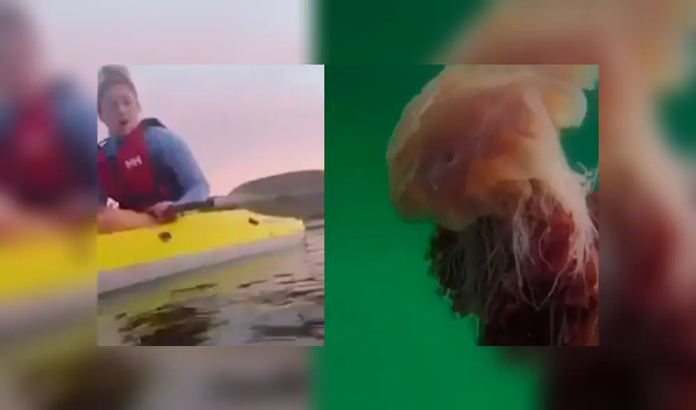 Las hermanas suelen encontrar inusuales criaturas, pero nunca habían visto una medusa tan grande. Foto: Newstalk