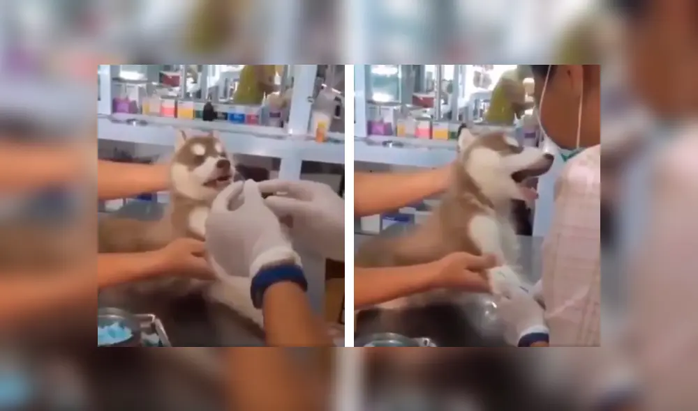 Desliza las imágenes para conocer el inesperado comportamiento de un perro cuando le colocan una inyección. Foto: Captura. Desliza las imágenes para conocer el inesperado comportamiento de un perro cuando le colocan una inyección. Foto: Captura.