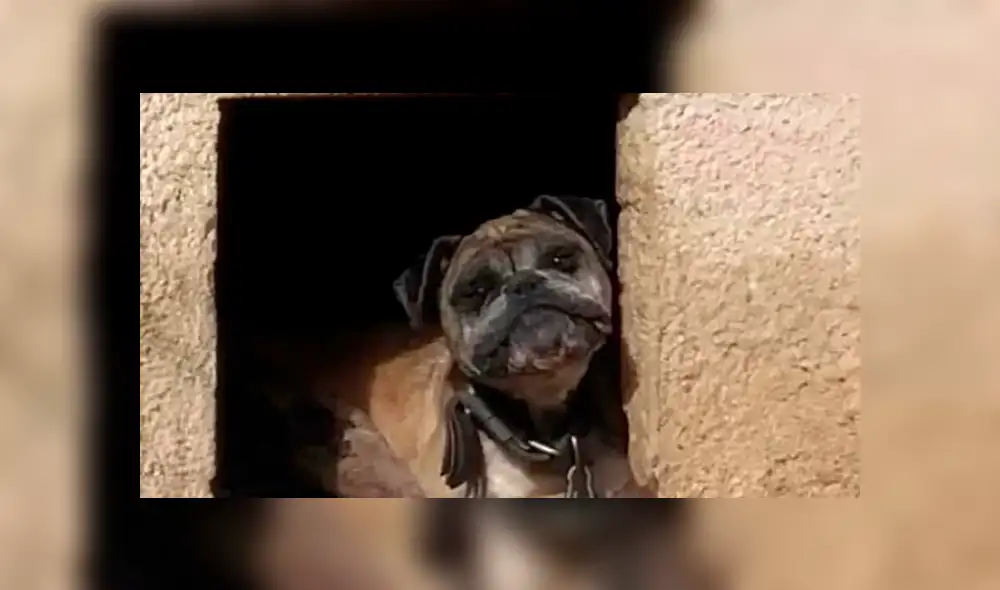 Los vecinos de Ben, España, denunciaron ante las autoridades que la mascota estaba desnutrida y con severas lesiones en la piel. Los vecinos de Ben, España, denunciaron ante las autoridades que la mascota estaba desnutrida y con severas lesiones en la piel.